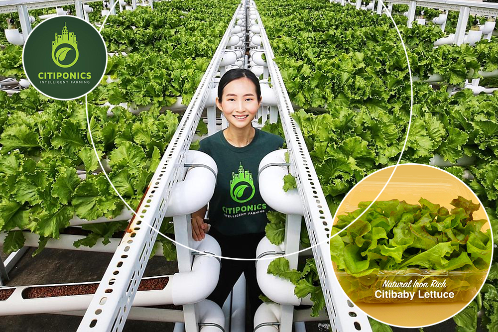 Citiponics a green agriculture company