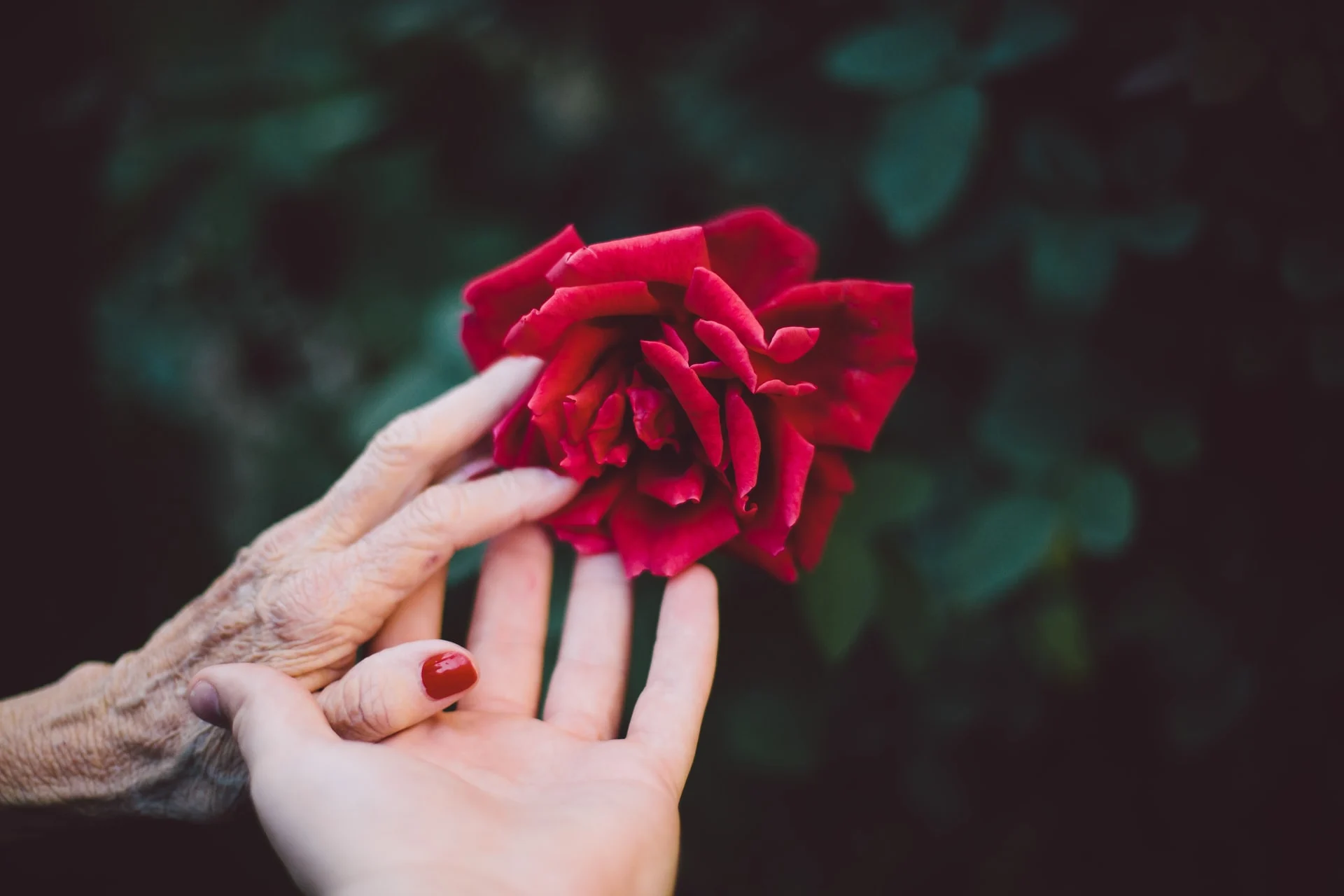 Work-from-home guide image, a flower in the hand