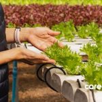 woman observing plants grown using hydroponics